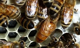 A group of worker bees and a queen on comb.